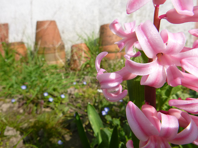 Jardinage à la mode archi